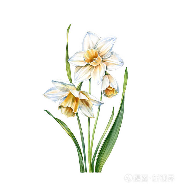 水彩白水仙 白色水仙上的真实植物 三朵花和叶子 婚礼设计植物花卉插画 复活节贺卡 化妆品 广告照片 正版商用图片2b87fw 摄图新视界