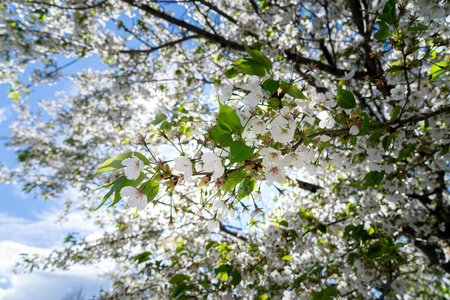 植物 特写镜头 樱花 墙纸 樱桃 日本人 自然 植物区系