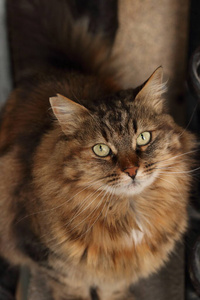 基蒂 肖像 可爱极了 眼睛 街道 头发 美丽的 小猫 面对