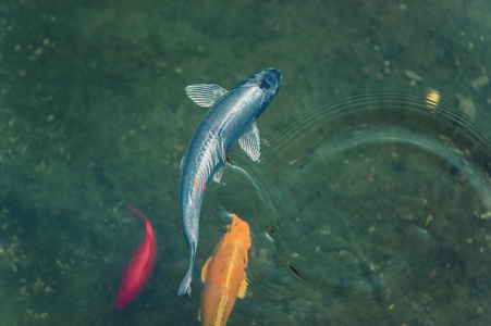 泰国 环境 野生动物 水族馆 美丽的 动物 爱好 锦鲤 宠物