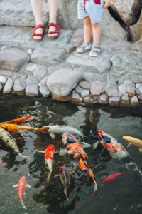 水族馆 设想 瓶子 乐趣 锦鲤 喂养 闲暇 美丽的 泰国