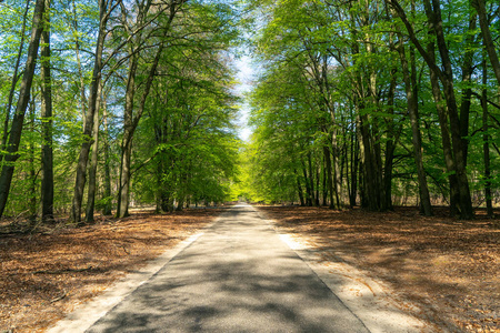 太阳 环境 树叶 夏天 欧洲 木材 风景 热的 春天 季节