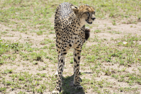 荒野 动物群 美女 肯尼亚 危险的 栖息地 野生动物 稀树草原