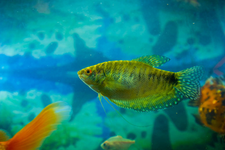 金鱼 石斑鱼 潜水员 动物 宠物 潜水 水族馆 深的 钓鱼