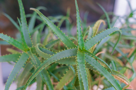 植物学 花园 特写镜头 植物 自然 植物区系 芦荟 仙人掌