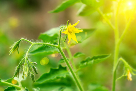 维生素 温室 农学家 农事 植物 季节 生态 园艺 栽培