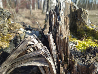 木材 苔藓 纹理 美丽的 树桩 特写镜头 自然 野生动物