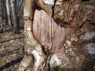 纹理 野生动物 特写镜头 美丽的 森林 木材 自然 环境
