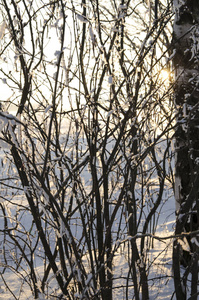 季节 风景 美丽的 冬天 木材 太阳 寒冷的 森林 分支