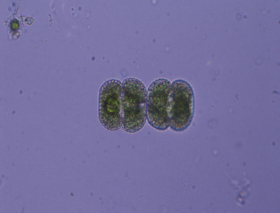 显微镜检查 繁殖 沙尔 游泳池 生态学 叶绿体 分开 科学