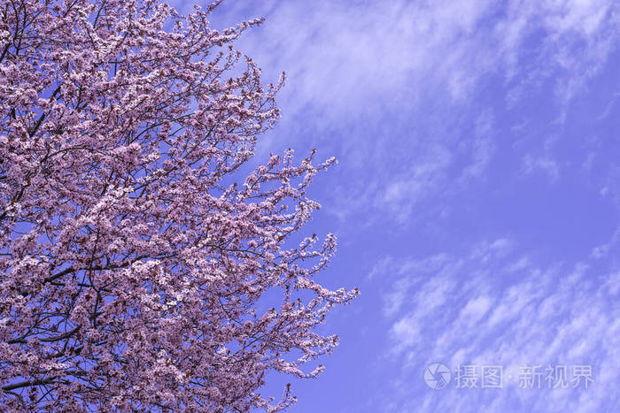 春天的边界,粉红色花朵的背景艺术.
