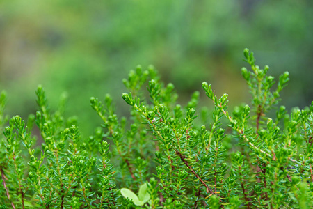 郁郁葱葱 灌木 生长 苔藓 纹理 墙纸 地毯 自然 树叶