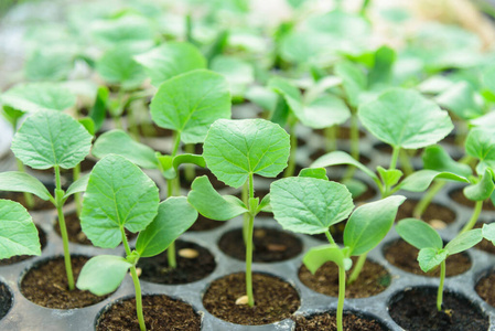 种植 农事 种子 农民 植物学 植物 播种 农场 幼树 幼苗