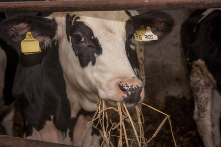 牛奶 育种 自然 生产 农民 行业 谷仓 牛肉 小牛 农场