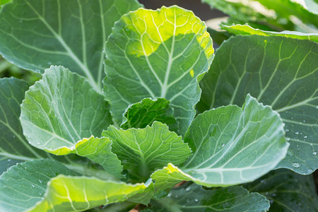 植物 收获 蔬菜 农场 美丽的 自然 树叶 营养 特写镜头