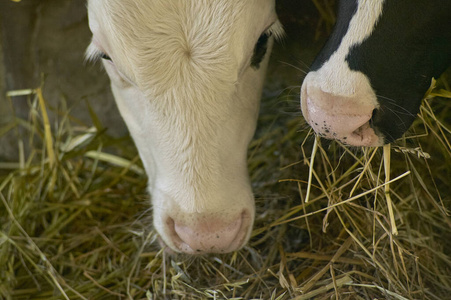 小牛 谷仓 牛棚 牲畜 哺乳动物 公牛 自然 领域 乳制品