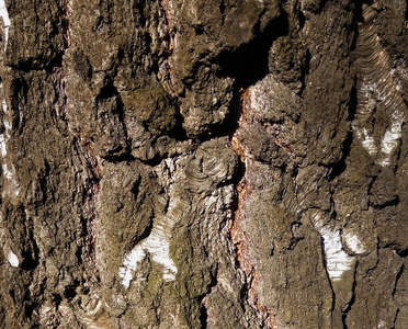 年龄 桦木 树皮 树干 自然 纹理 面板 古老的 植物 森林