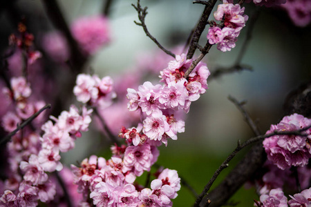 季节 植物区系 粉红色 日本 樱桃 分支 花瓣 开花 特写镜头