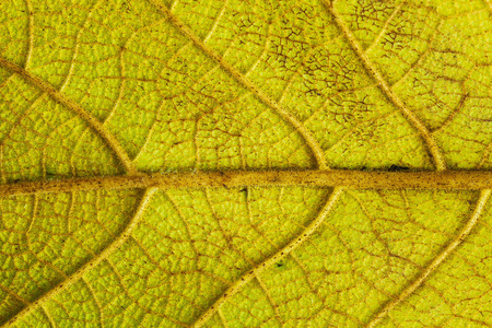光合作用 生态学 环境 植物 自然 纹理 叶绿素 静脉 生长