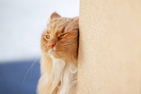 基蒂 美丽的 漂亮的 动物 肖像 小猫 耳朵 猫科动物 可爱的