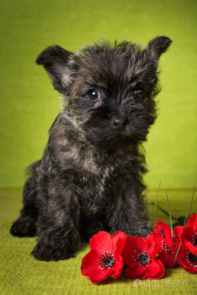 有红色罂粟花的凯恩梗小狗