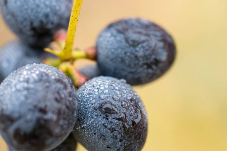抗氧化剂 集群 植物 斯图姆 葡萄 葡萄栽培 美味的 甜的