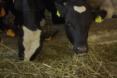 乡村 干草 兽群 公牛 自然 食物 农业 农田 乳制品 牛肉