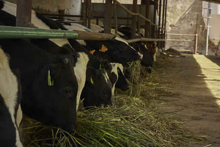 大牧场 领域 农事 哺乳动物 食物 牛奶 自然 国家 乳制品