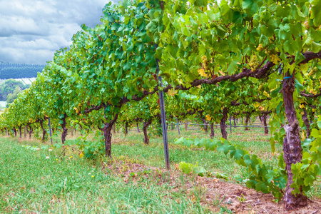 国家 葡萄栽培 栽培 自然 酒厂 葡萄酒 落下 水果 葡萄