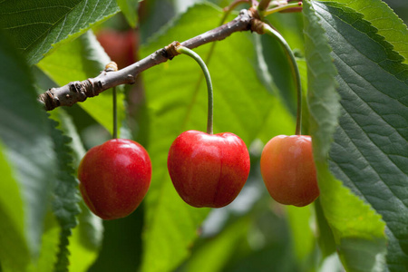 农业 夏天 成长 季节 收获 植物 食物 农场 生长 自然