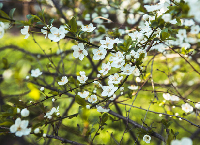 植物区系 盛开 樱花 四月 天空 春天 花的 分支 美女