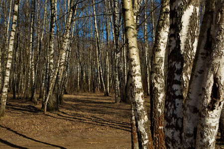 风景 春天 俄罗斯 森林 旅游业 天空 桦木 旅行 自然