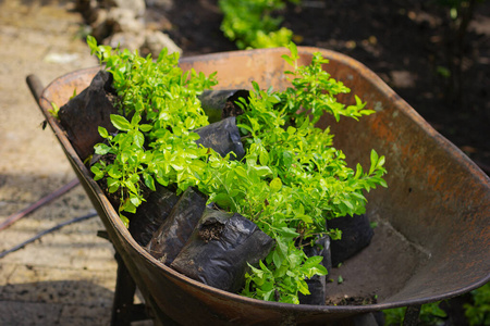 土壤 农业 生长 成长 农场 草本植物 食物 番茄 种植