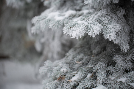 雪地里云杉和松树的树枝。冬天。