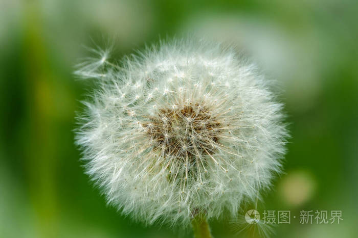 植物区系 春天 野花 植物 生长 种子 盛开 环境 美女