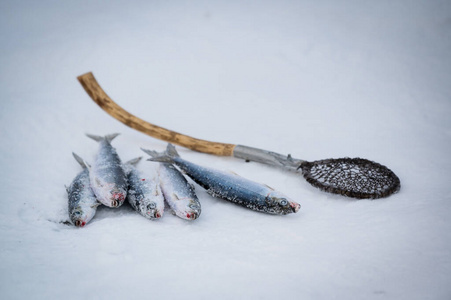 渔夫 旅行 娱乐 食物 旅游业 爱好 冰冷的 自然 冬天