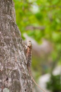 长胡子的龙坐在树上