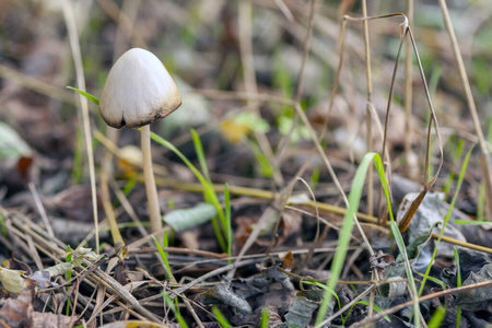 苔藓 神秘 幻想 孤独的 神秘的 五颜六色 森林 特写镜头