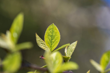 植物 生态学 美女 环境 森林 植物区系 木材 自然 生长