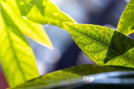 植物 阳光 太阳 花园 墙纸 美女 颜色 树叶 模糊 春天