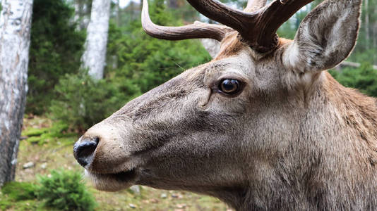 栖息地 舌头 伍兹 哺乳动物 可爱的 鹿角 美丽的 特写镜头
