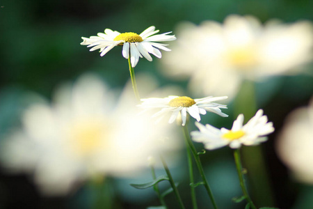 日落时草地上的野花特写。洋甘菊。