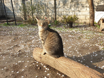 斑猫 公园 宠物 游猎 面对 毛皮 夏天 肖像 南方 小猫