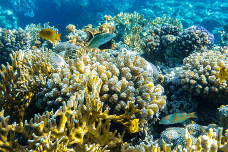 美女 潜水 深的 生活 颜色 海底 生物 分支 自然 水族馆