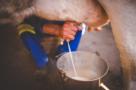 工作 谷仓 农田 乳制品 牛棚 喂养 生产 挤奶 大牧场