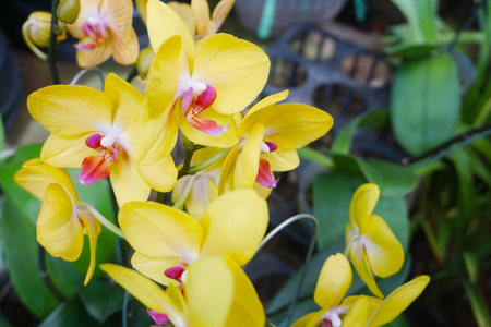 花束 夏天 植物学 颜色 紫罗兰 蝴蝶兰 植物 花瓣 分支