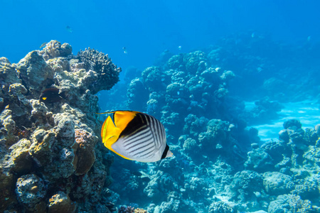 太平洋 旅行 水下 生物 暗礁 生活 堡礁 条纹 绿松石