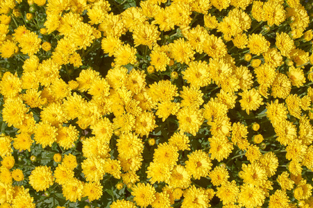 浪漫的 黛西 自然 花的 紫色 花园 礼物 春天 季节 特写镜头