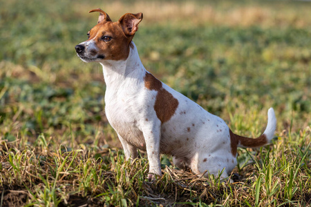 动物 猎犬 小狗 可爱的 犬科动物 宠物 拉塞尔 夏天 杰克