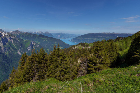 草地 旅行 瑞士 森林 自然 美丽的 小山 伍兹 风景 全景图